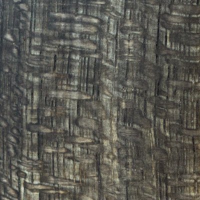 Sycamore